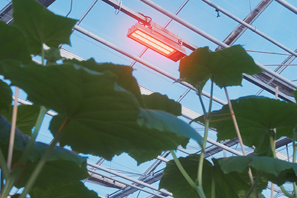 RED Horticulture Partners with Panasonic Industry Europe to Revolutionize Smart Lighting Solutions for Greenhouses